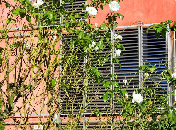 Λευκά Τριαντάφυλλα Μπροστά Από Σπίτι — Φωτογραφία Αρχείου