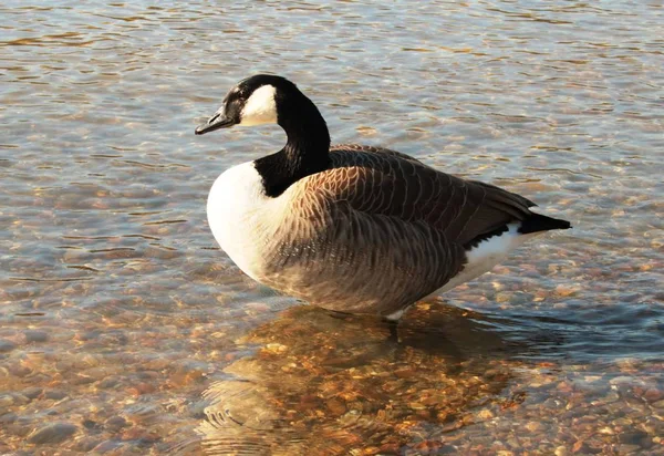 Canada Goose Clear Water — Stock Photo, Image