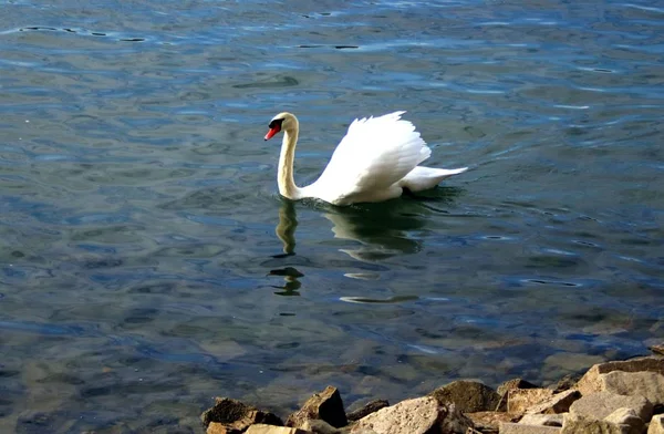 Swimming Swan Water — Stock Photo, Image