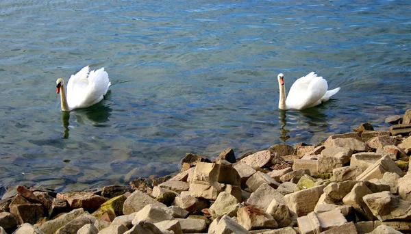 Cisne Nadando Água — Fotografia de Stock