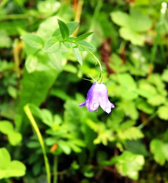 Purple Blooming Bells Flower — Stock Photo, Image