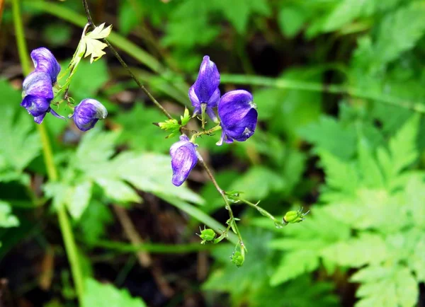 Purple Blooming Wildflower Meadow — Stock Photo, Image