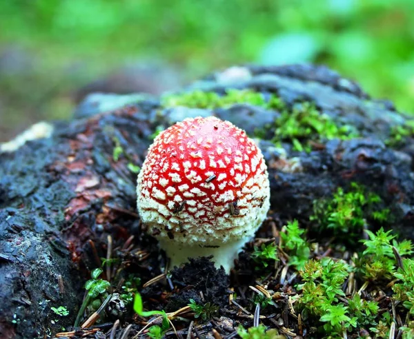 Petit Toadstool Dans Forêt — Photo