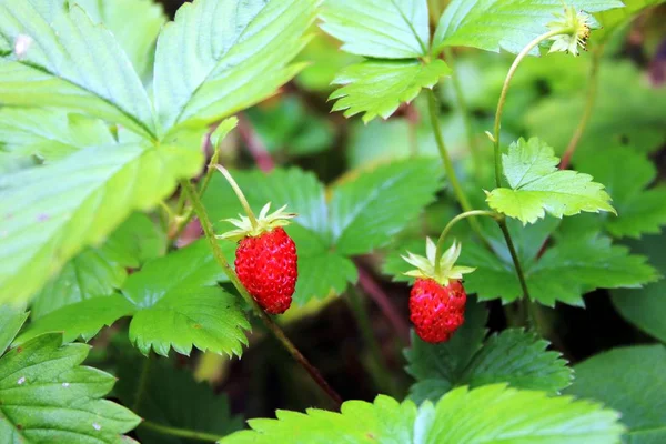 Fraises Sauvages Rouges Juteuses — Photo