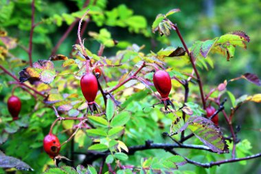 Sonbaharda olgun gül kalçaları