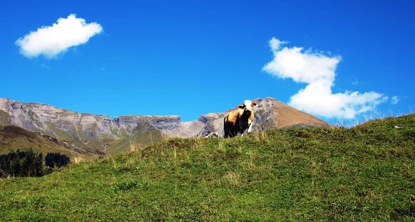 Vache Dans Les Montagnes — Photo