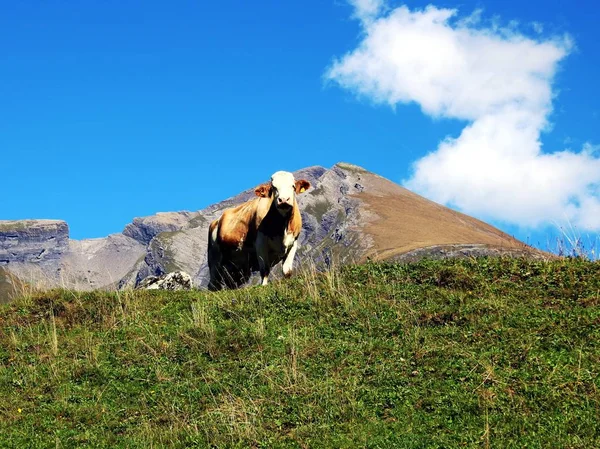 Mucca Montagna — Foto Stock