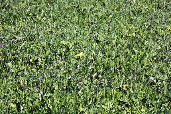 Groene Natuurweide Zomer — Stockfoto