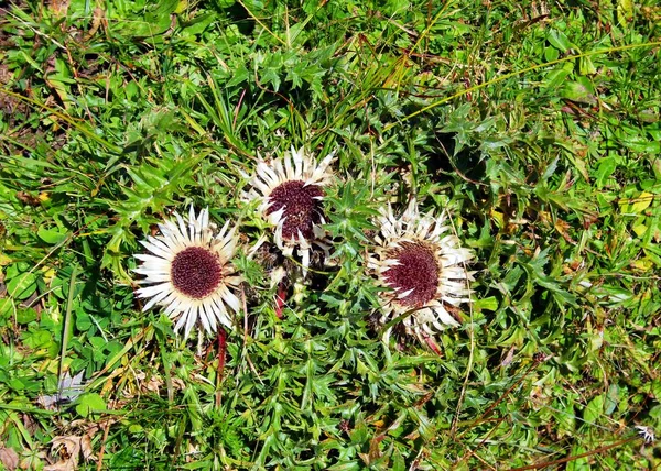 Alpine Thistles Autumn — Stock Photo, Image