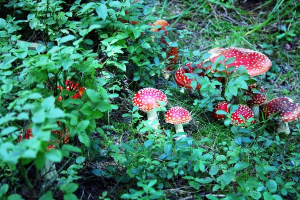 Belles Toadstools Dans Forêt — Photo