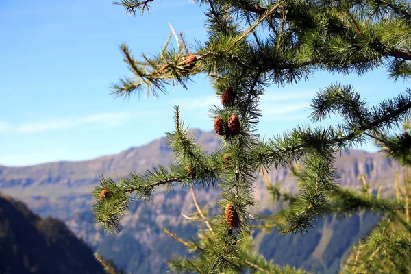 Paysage Montagne Suisse — Photo