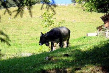 İsviçre 'de mutlu bir inek
