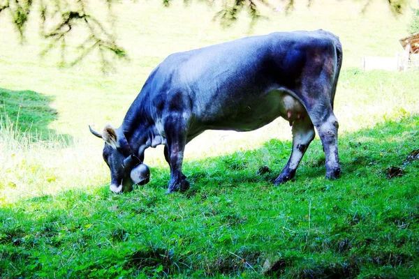 Happy Cow Switzerland — Stock Photo, Image