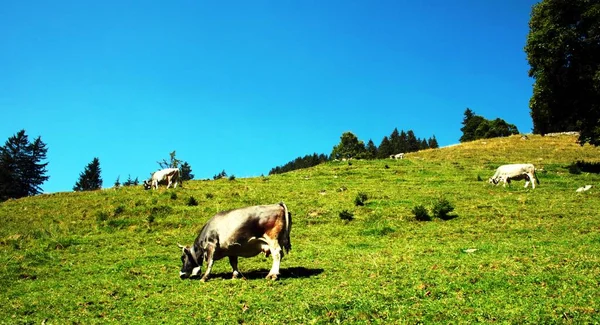 Happy Cow Switzerland — Photo