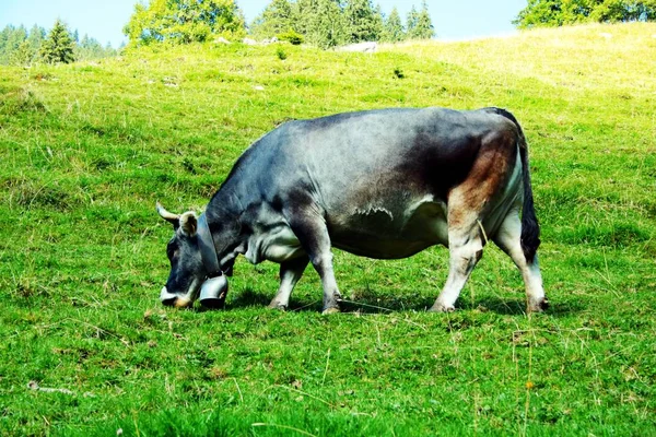 Gelukkige Koe Zwitserland — Stockfoto