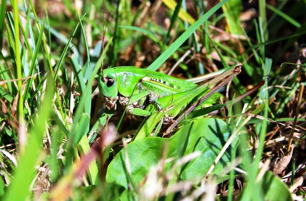 Magnificent Grasshopper Nature — Stock Photo, Image