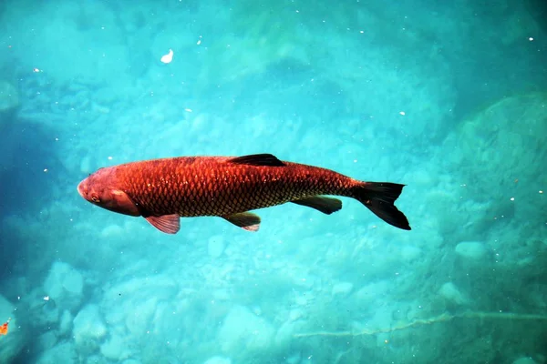 Ikan Merah Dalam Air Biru — Stok Foto