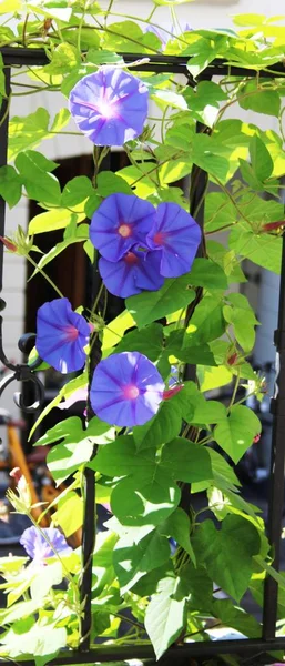 Los Vientos Florecen Jardín — Foto de Stock