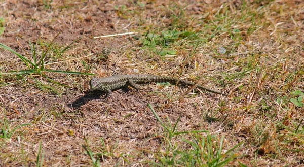 Lézards Dans Jardin — Photo