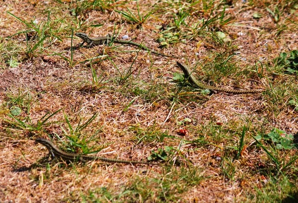 Bahçedeki kertenkele