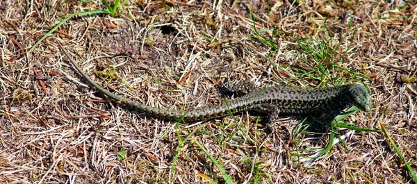 Lézards Dans Jardin — Photo