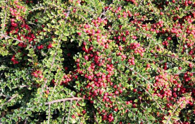 Olgun kırmızı meyveler çalıların üzerinde