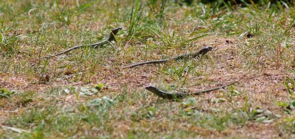 정원에서 도마뱀 — 스톡 사진