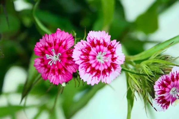 Fioriture Del Garofano Barba Nel Giardino Estivo — Foto Stock