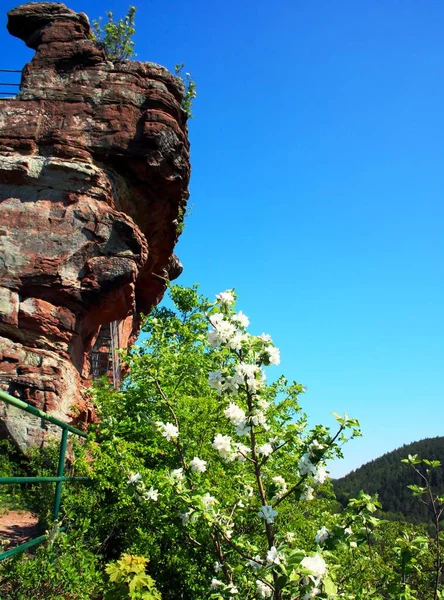 Buntsandstein Stenar Pfalz Skogen — Stockfoto