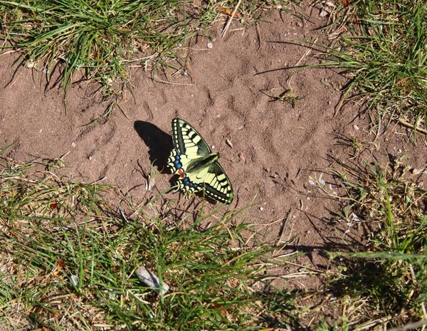 Swallowtail Sur Sol Forestier — Photo