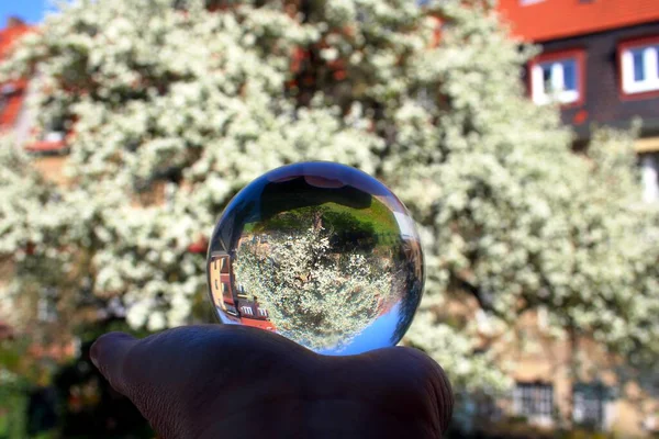 Blooming Trees Glass Ball — Stock Photo, Image