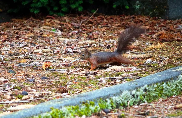 Eichhörnchen Aktion — Stockfoto