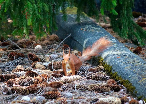 Wilde Eekhoorn Actie — Stockfoto