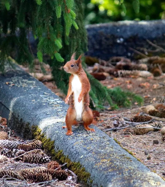 움직이는 다람쥐 — 스톡 사진