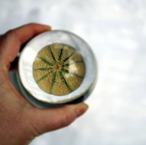 Galia Melon Dessert — Stock Photo, Image