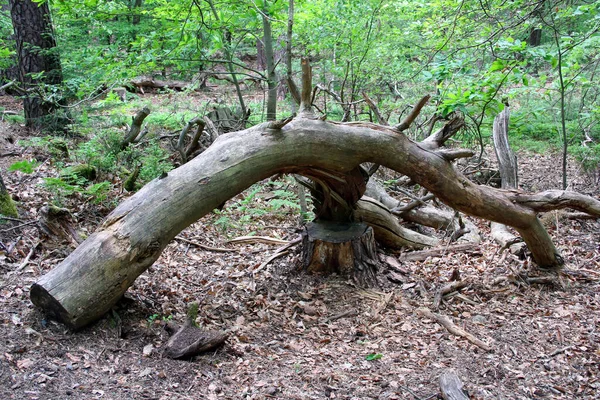 Trockener Baumstamm Wald — Stockfoto