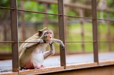 Maymun oturan dalgın