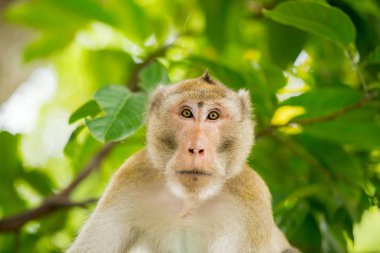 Maymun hareketsiz bir jest yapar.