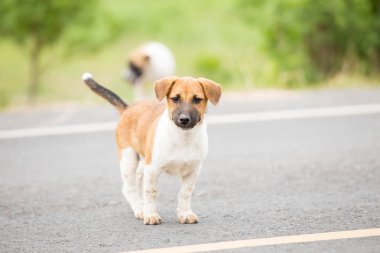 Yavru sokak, yeşil arka plan ortasında