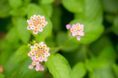 Lantana çiçek (büyük adaçayı, yaban adaçayı, kırmızı-adaçayı, beyaz-adaçayı veya Lantana camara L.) yakından Güzel küçük çiçek ve yeşil yaprakları.