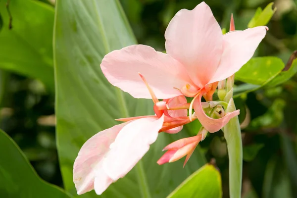Primer Plano Flor Lirio Canna Rosa Jardín Tailandia —  Fotos de Stock