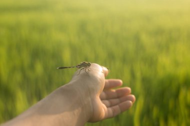 Yusufçuk bir el ve pirinç alan ışık gündoğumu bir arka plan olduğunu