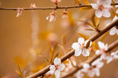 Sonbahar tonunda beyaz çiçekler. Sonbaharın arka planında güzel çiçekler