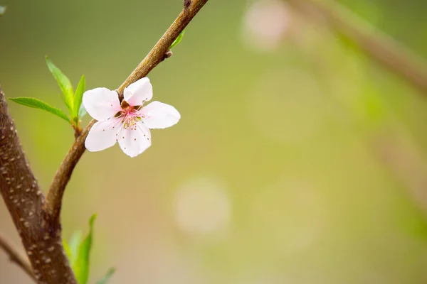 Vita Blommorna Vårtonen Vackra Blommor Naturen — Stockfoto