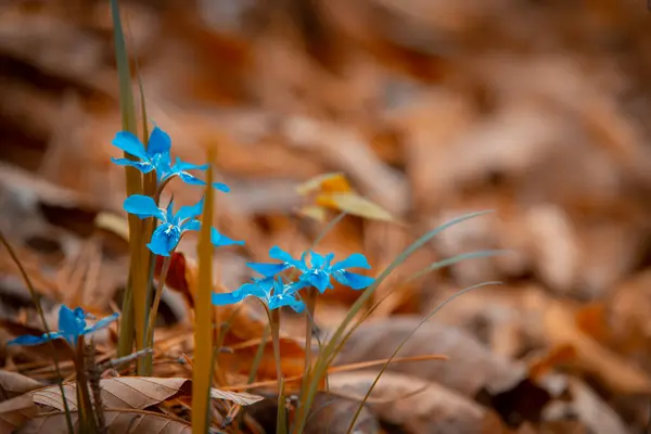 Små Blå Blommorna Ser Vackra Och Sticker Den Bruna Bakgrunden — Stockfoto