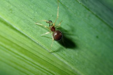 Çimenlerin üzerinde küçük bir böcek