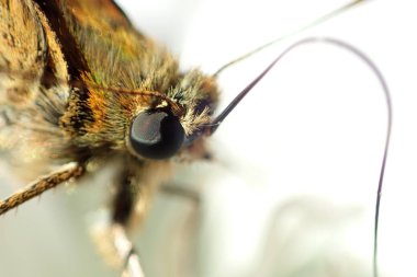 Beyaz bir çiçek kelebek