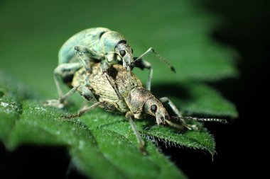 Weevil yeşil arka plan üzerinde çiftleşme