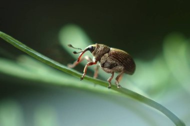Weevil close-up on dill clipart