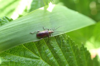 Yeşil çimenlerin üzerinde böcek